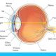 تشريح الجهاز البصري صلابة ووظيفة العين البشرية