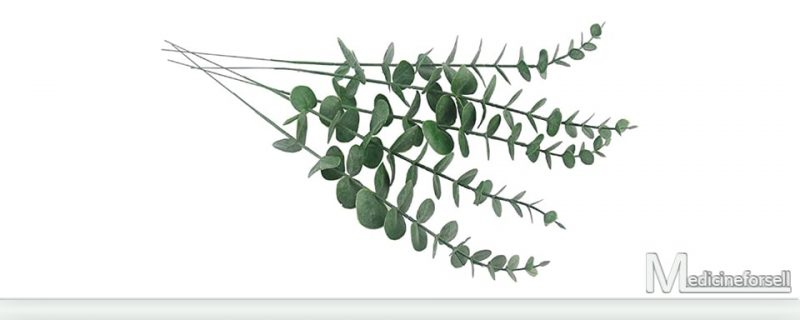 أوكالبتوس (Eucalyptus globulus Labill)