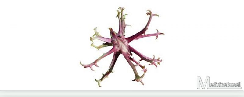 مخلب الشيطان (Harpagophytum procumbens)