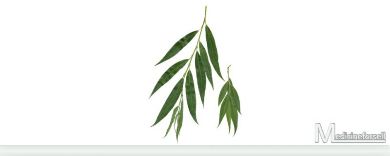 الصفصاف (Salix alba)