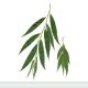 الصفصاف (Salix alba)