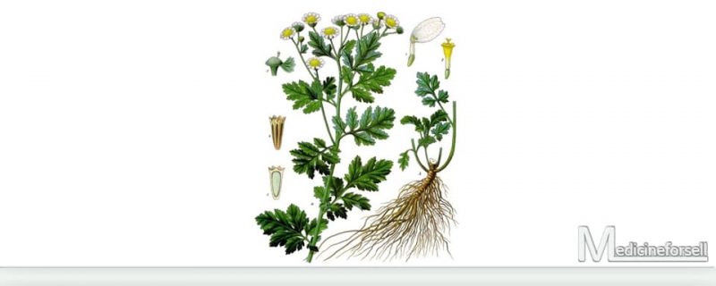 أقحوان زهرة الذهب (Tanacetum parthenium) | ما هي فوائد أقحوان زهرة الذهب؟