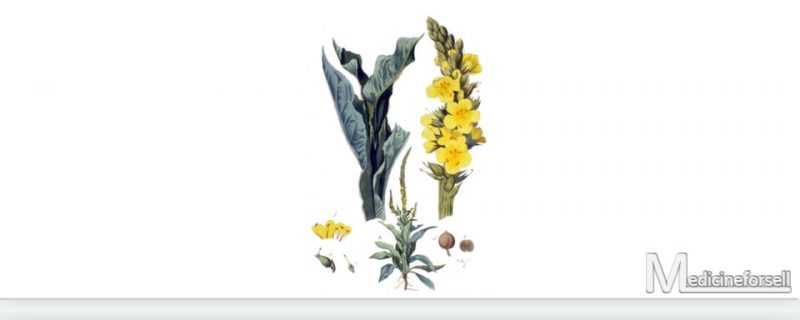 بوصير (Verbascum speciocum)